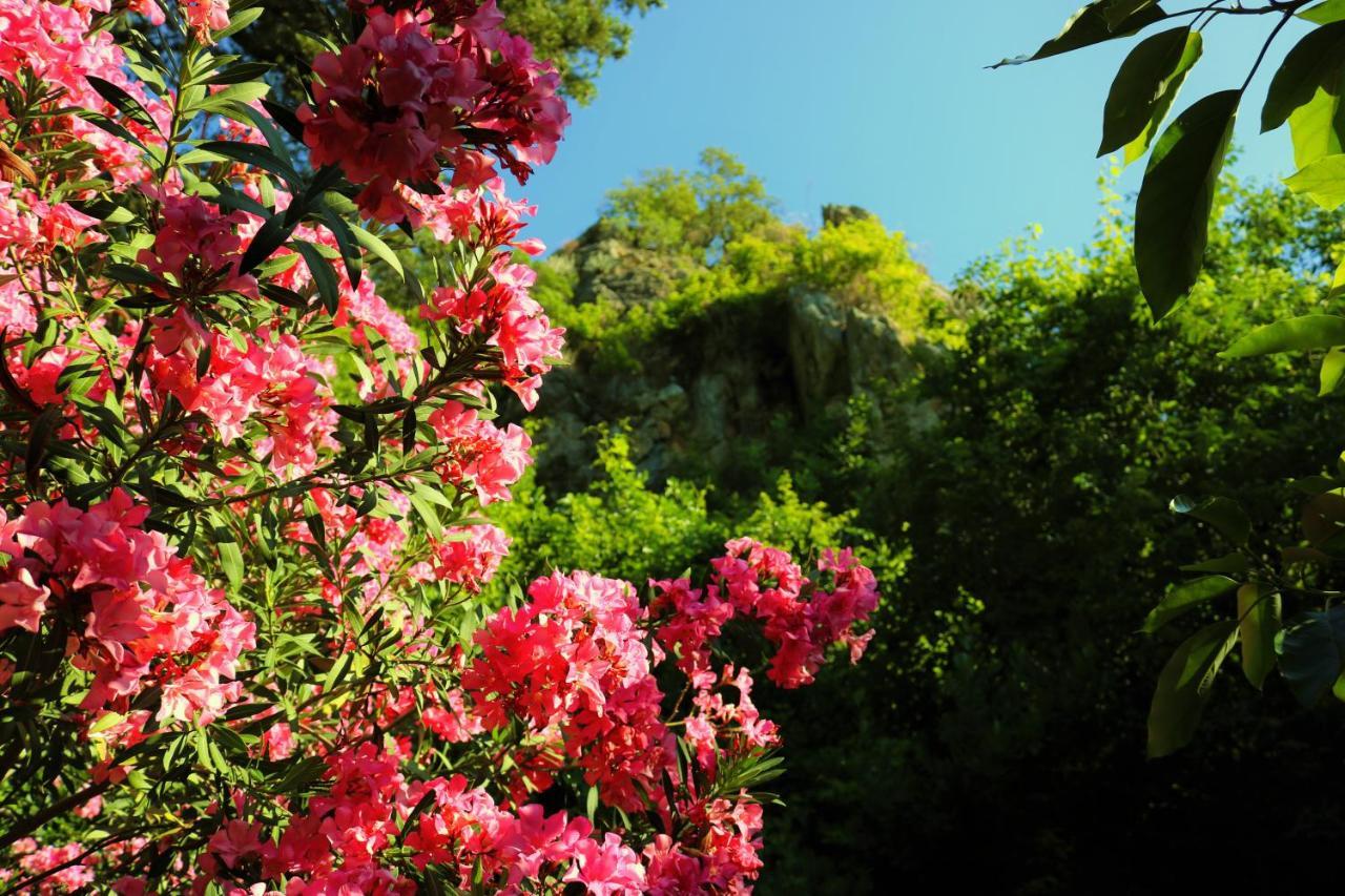 Simge Pension Cirali Exterior photo